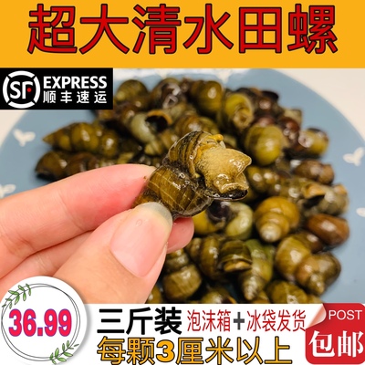 田螺鲜活大号田螺微山湖冷链包邮泥螺石螺螺蛳粉大田螺超大3斤装