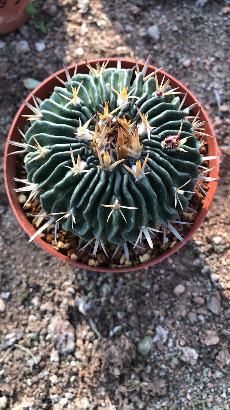 精美实生超大多棱玉属开花仙人球室内办公室防辐射多肉植物小盆栽