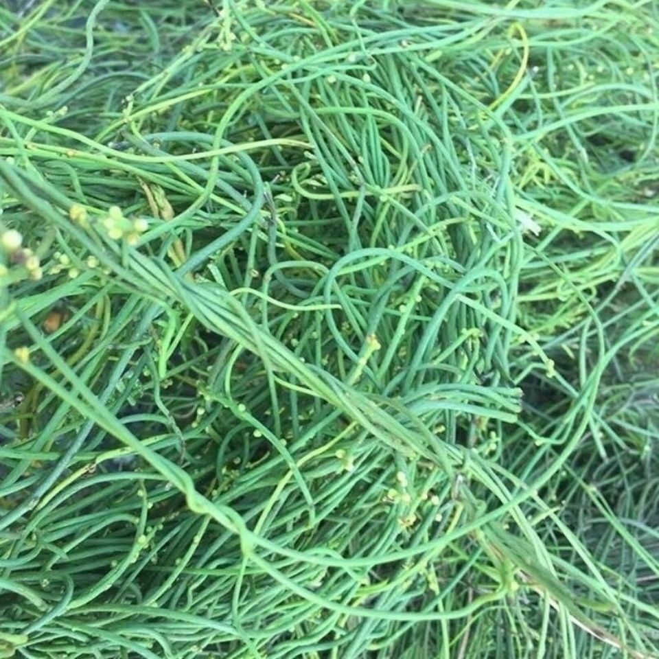 自生无根藤新鲜黄藤仔无娘藤无爷藤面线藤中草药金丝藤无根草寄生