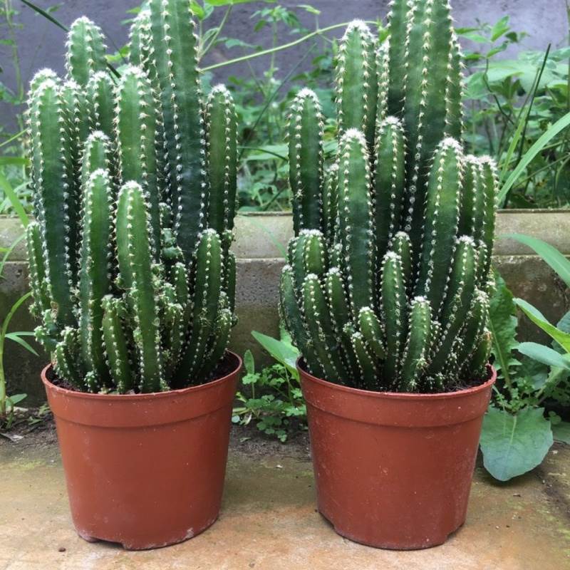 多肉植物万重山绿植客厅