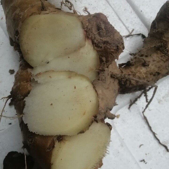 中药材新鲜山姜根 中草药箭杆风九龙盘九 箭杆枫姜叶500g包邮