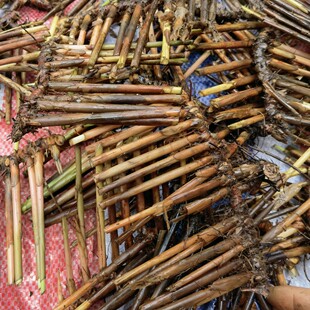 新鲜现采席草头 咸草头 石草根部正宗 500克