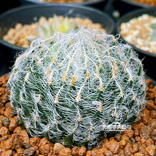 钢丝球 原始种 玉露十二卷 多肉植物绿植盆栽 一物一拍
