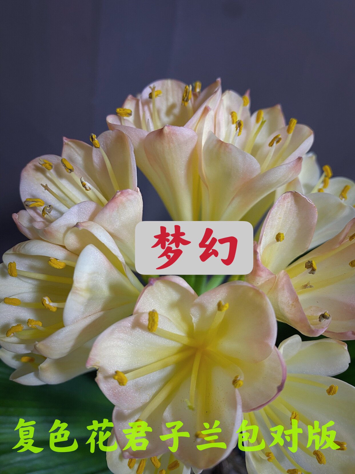 精品长春君子兰复色花异色花粉边黄心白瓣原生转运兰绿植花卉盆栽