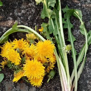 早春现货现摘新鲜野生蒲公英花朵食用野菜蔬菜可晒干做茶一斤保鲜