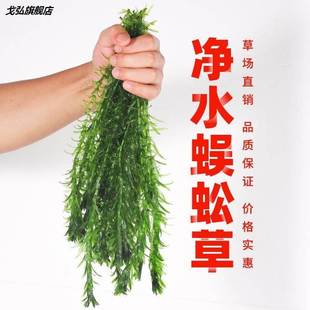 .缸.蜈草蚣水草物鱼养鱼金鱼化孔景鱼雀金鱼斗造藻鱼鱼耐植净草水