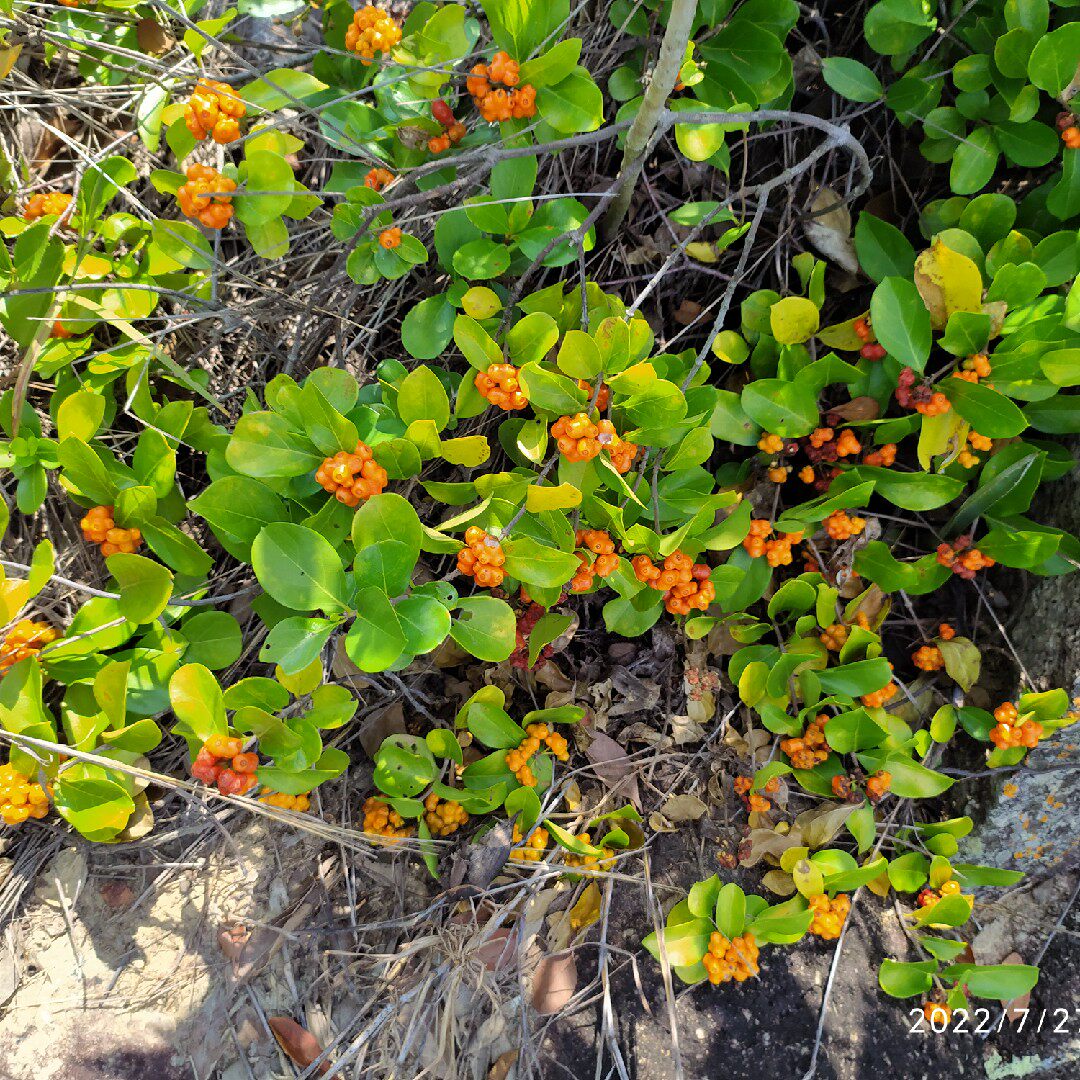 新鲜现割爬山虎咸鱼头藤鸡眼藤五眼子泥藤草大甘草小叶羊角藤土藤