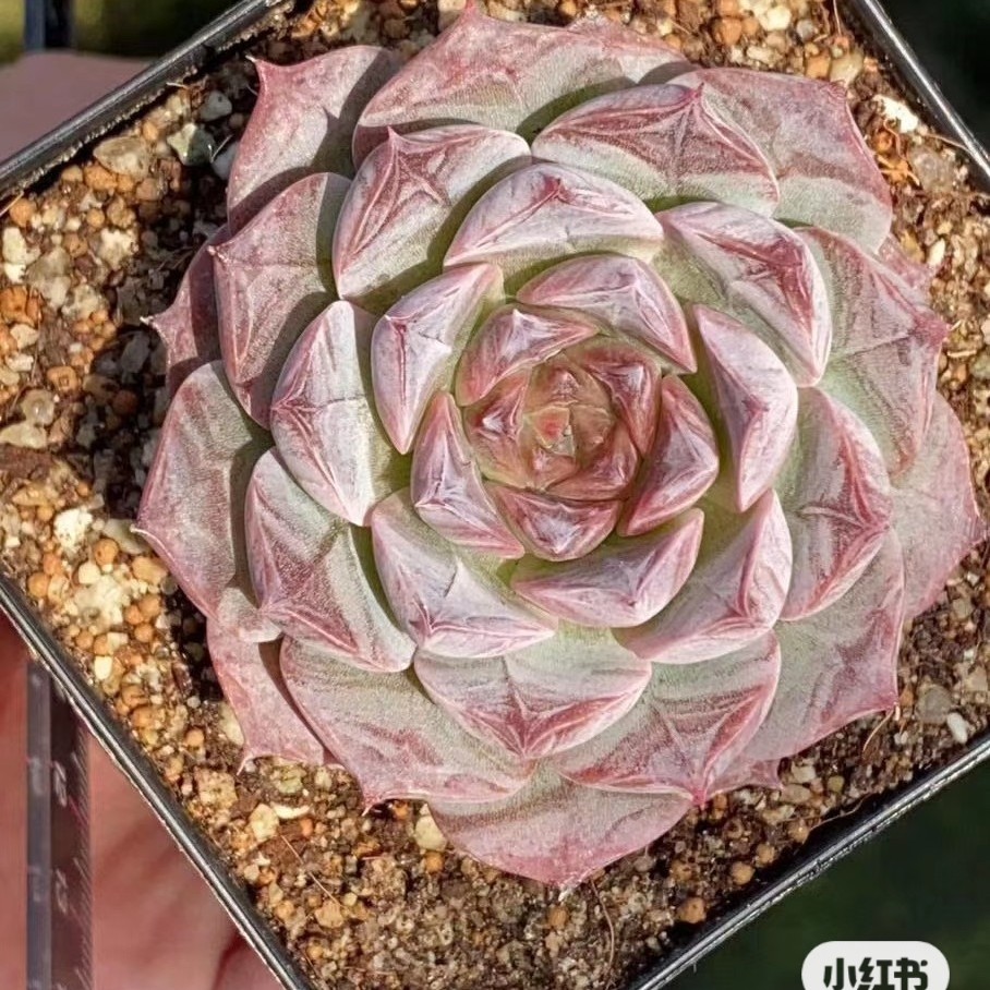 罗萨莉亚 波塞冬多肉植物韩国新品杂交暗纹系叶子叶片叶插