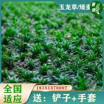 矮麦冬草庭院玉龙草苗耐寒践踏园林绿化苗木草坪植物金边麦冬草