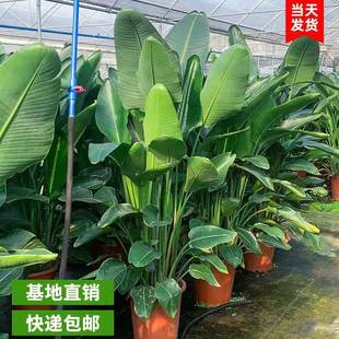 天堂鸟大型室内盆栽鹤望兰带花苞家养绿植苗客厅摆放植物花卉好养