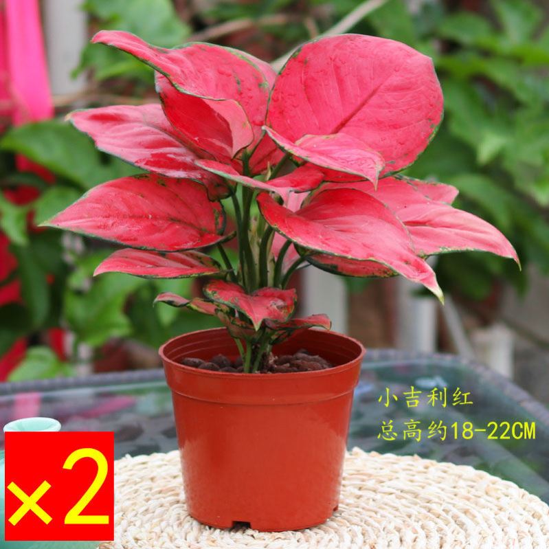 中国红如意皇后花盆栽吉利红植物办公室内客厅花卉净化空气吸甲醛
