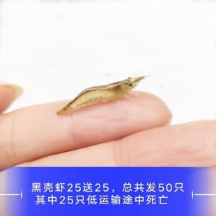 水草缸清洁虾黑壳虾一斤清洁虾海水大河藻虾除藻大号好养水族箱