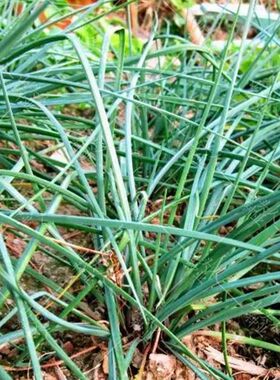 小蒜种子籽苗 韭葱 葱 蒜阳台盆栽蔬菜种籽山蒜薤白大脑瓜孑
