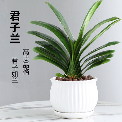 四季君子兰盆栽带花苞老苗大小苗花卉植物室内花绿植好养圆头和尚