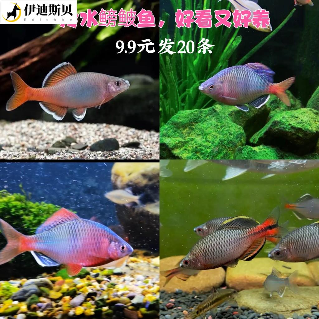 越南鳑鲏鱼白边须鱊鱊短须鱊泉州齐氏鱊高体鳑鲏菜板鱼群游不加温