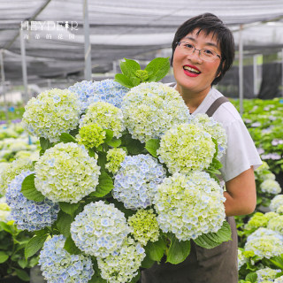 海蒂的花园绣球花苗薄荷拇指大花清新阳台庭院可调蓝耐阴花卉盆栽