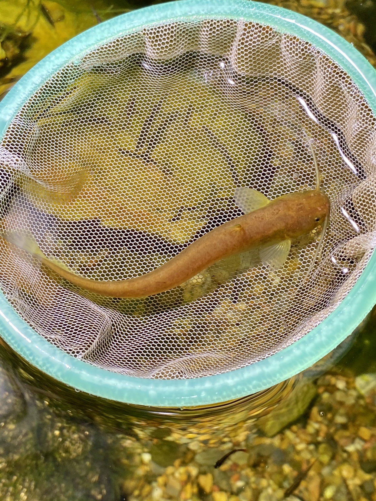 小型黄金冷水残渣鲶鱼