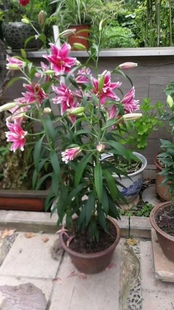 进口百合种苗盆栽，108元10苗每个色两苗，共5个色包邮