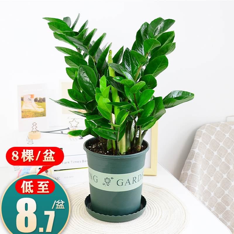 金钱树盆栽植物发财摇钱树大棵钱串子办公室客厅招财室内绿植树苗