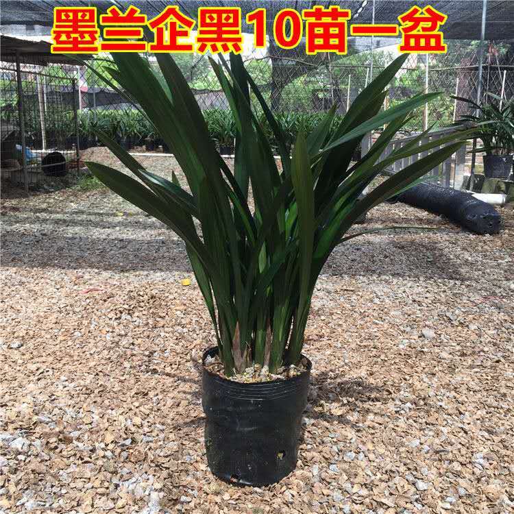 兰花盆栽墨兰花苗冬季开花室内耐寒花卉植物浓香型建兰蕙兰花苗