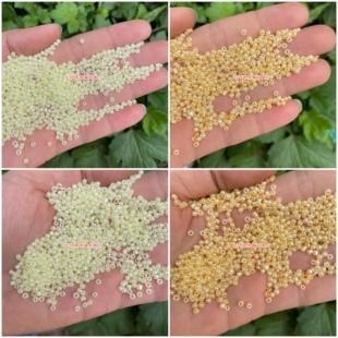 DIY饰品2mm3mm乳黄色米珠奶黄色散珠 手工戒指材料串珠珠子配件