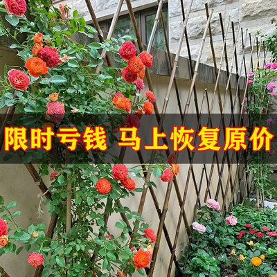 户外竹篱笆伸缩防腐栅栏围墙护栏菜园植物月季爬藤架庭院装饰竹竿