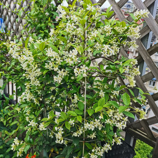 风车茉莉络石藤爬藤植物四季芳香全年常绿阳台庭院花卉绿植盆栽