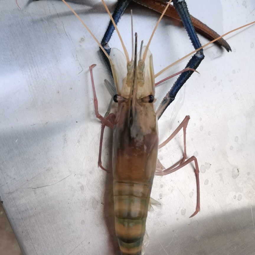 罗氏沼虾罗氏虾大头虾鲜活冷冻水产淡水虾酒店烧烤自助