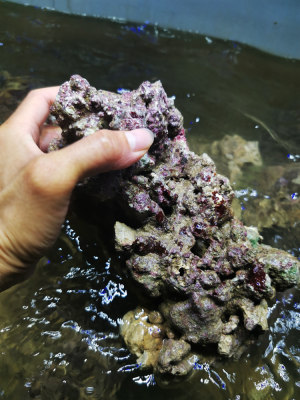 海缸活石海水活石高钙开缸爆藻造景活石海水鱼缸珊瑚礁石造景石头