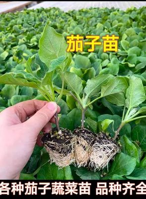 四季茄子苗秧苗蔬菜苗南方种嫁接杭茄一号线圆紫茄子秧苗蔬菜孑秧