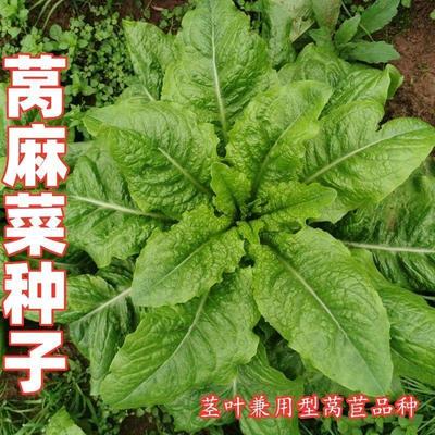 窝麻菜种子 春菜窝四川鸡莴苣种籽菜籽叶用秋季田园阳台蔬菜种孑