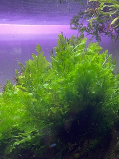 矮种黑木蕨水草细叶铁叉叶铁NB活力素非激素HB101