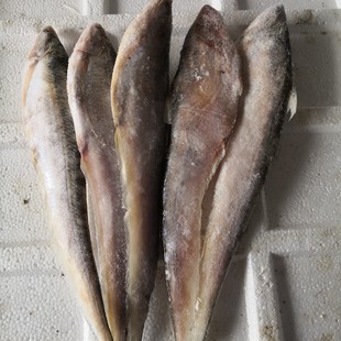 黄河入海口刀鱼,黄河刀鱼