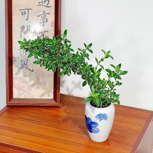悬崖六月雪青瓷盆美观好养室内茶桌办公桌客厅好养盆栽绿植