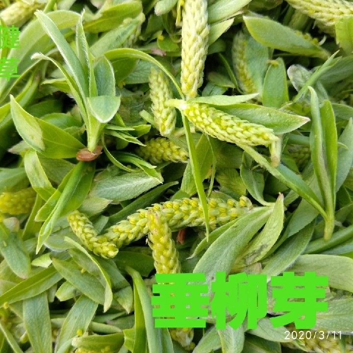 柳芽中药垂柳叶柳蕊垂柳芽柳芽茶垂柳芽杨柳芽新鲜阴干100克包邮