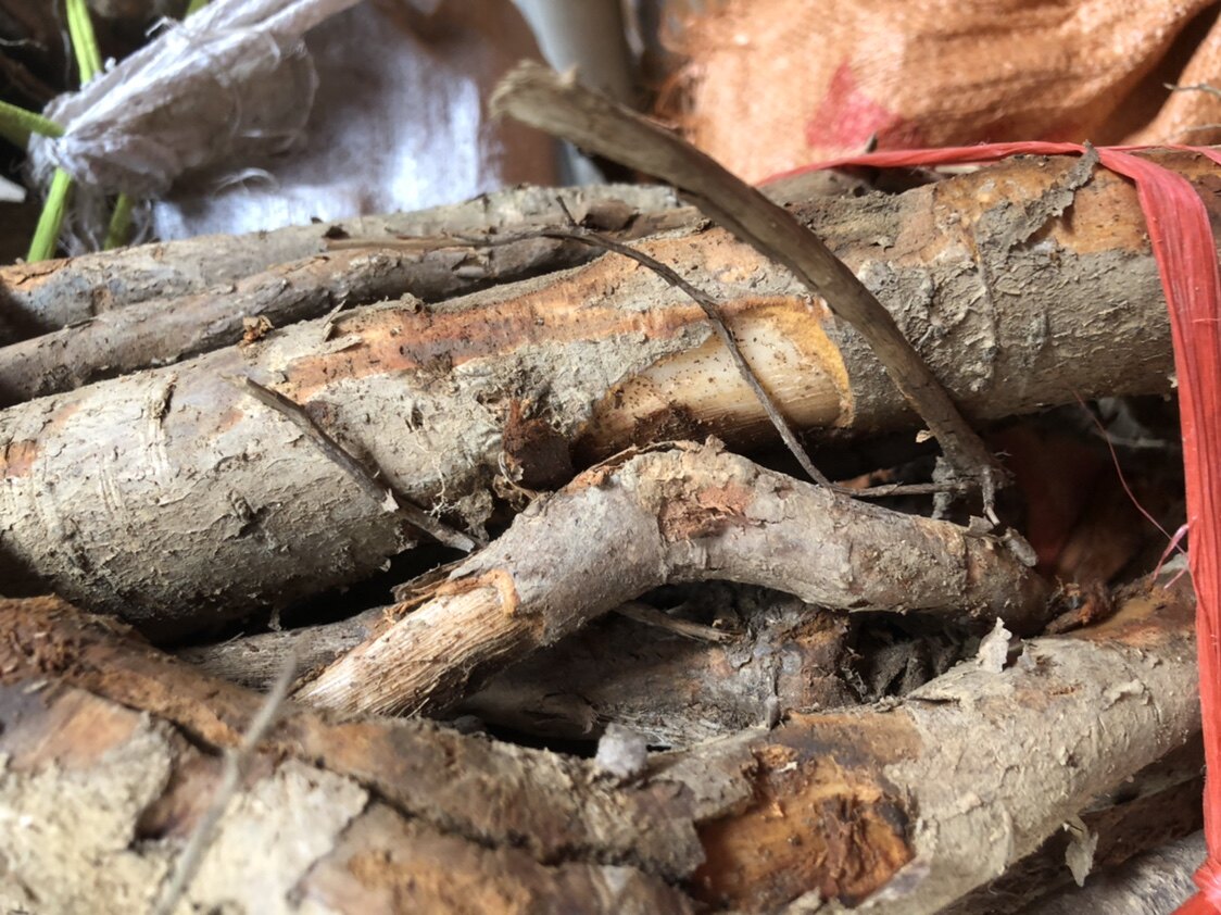 新鲜枫荷桂根中药材1000克风何桂风纯根荷桂枫荷桂非半枫荷中草药