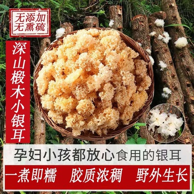 深山椴木小银耳干货无熏硫白木耳煮即糯胶质浓稠雪耳莲子羹送莲子