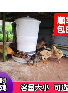 养鸡自动喂食器定时远程控制鸭用鸽子投料机料桶养殖户外鸡舍设备