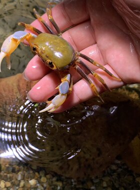原生态小型相守蟹溪蟹淡水河蟹溪