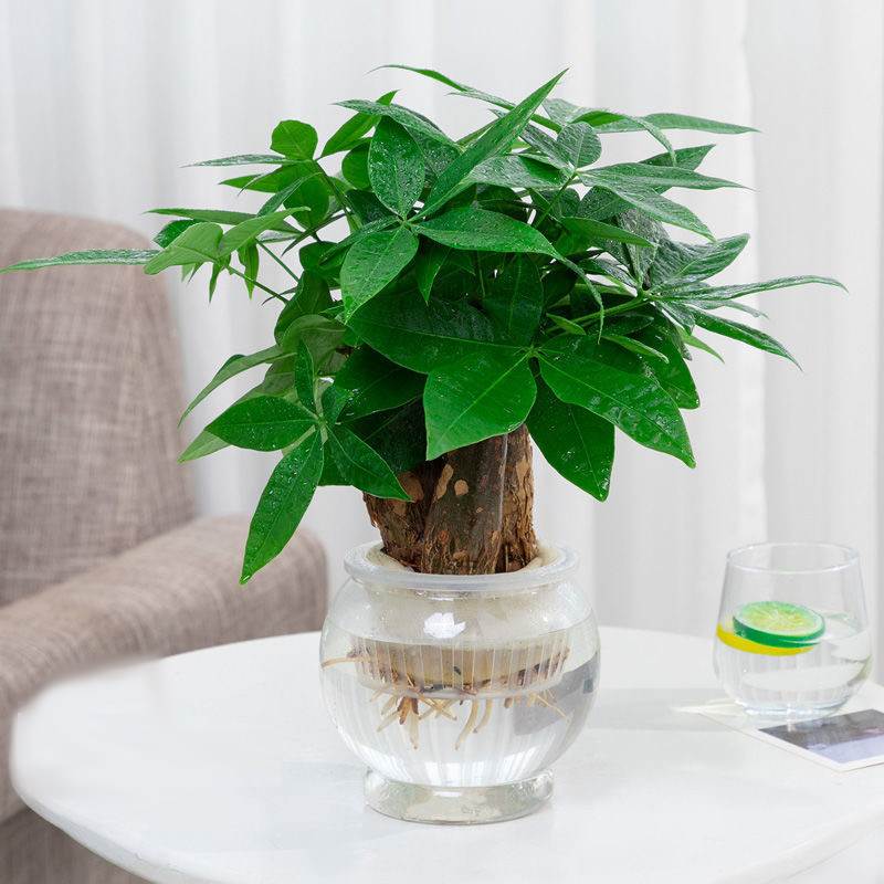 水培植物发财树小盆栽室内招财绿植水养花卉四季常青办公室发财树