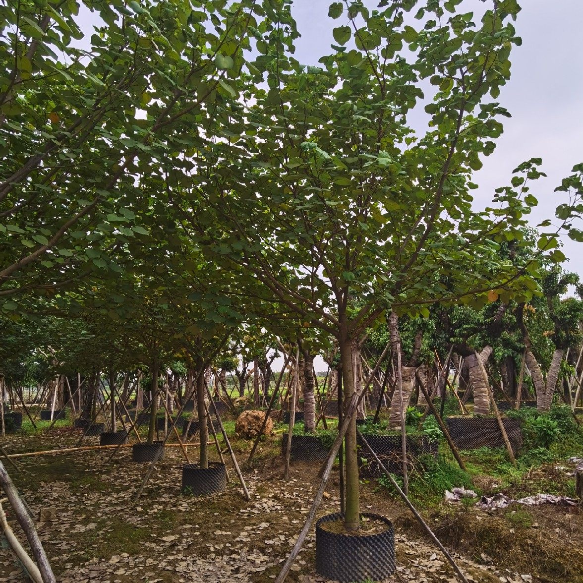 黄槿树 糕仔树 桐花 盐水面夹果 榄麻 海麻 海罗树 弓背树