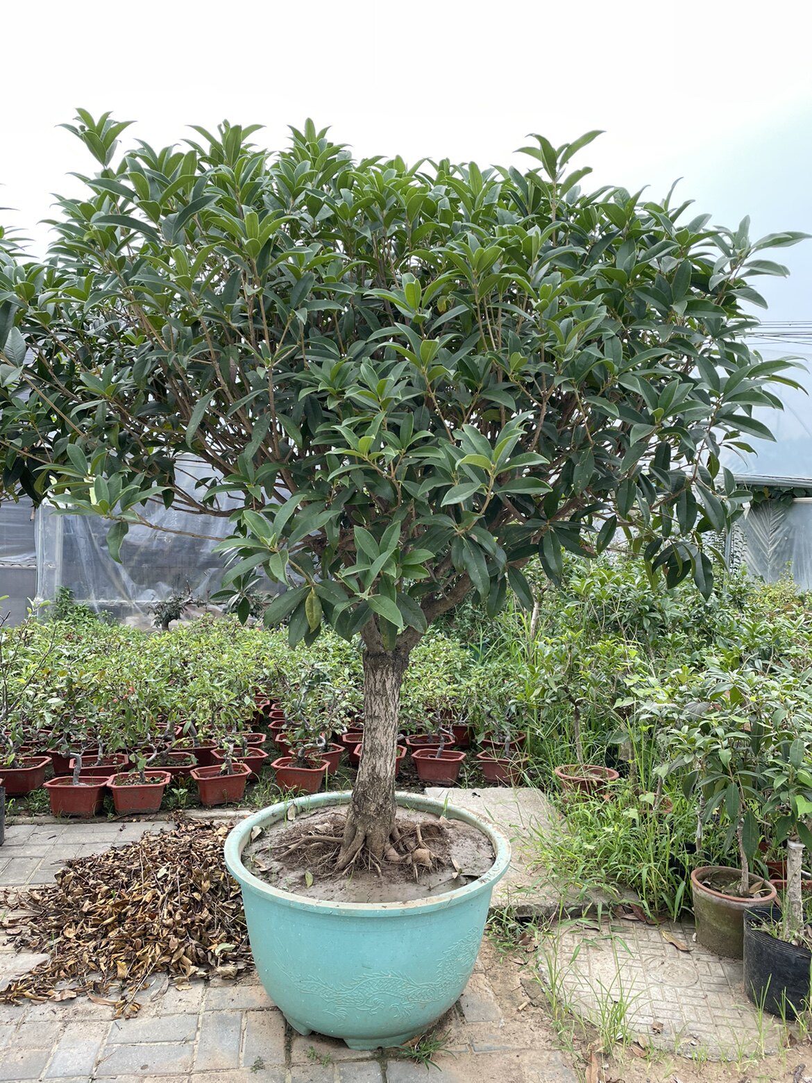 大桂花树桩苗大树5八月桂花香庭院桂花树老桩四季桂金丹桂盆景