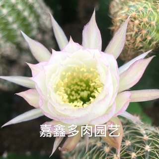 花图欣赏