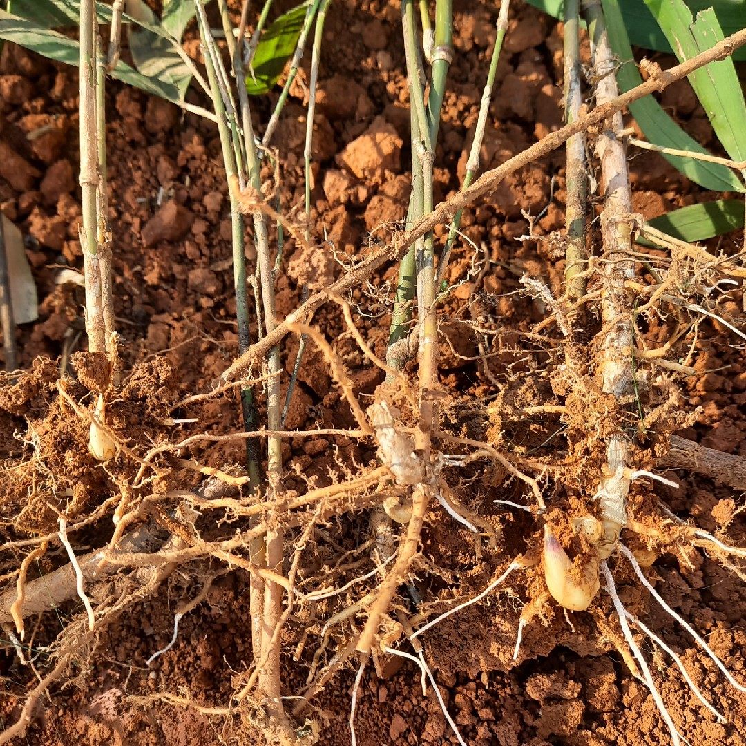 苦竹苗云南小苦竹苗