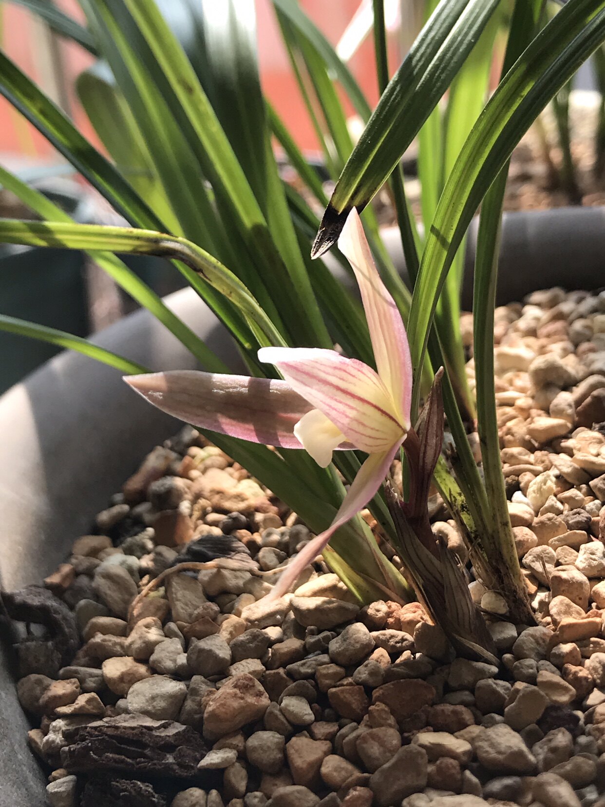 春兰 新种 彩素 麻壳素 大花浓香 兰花