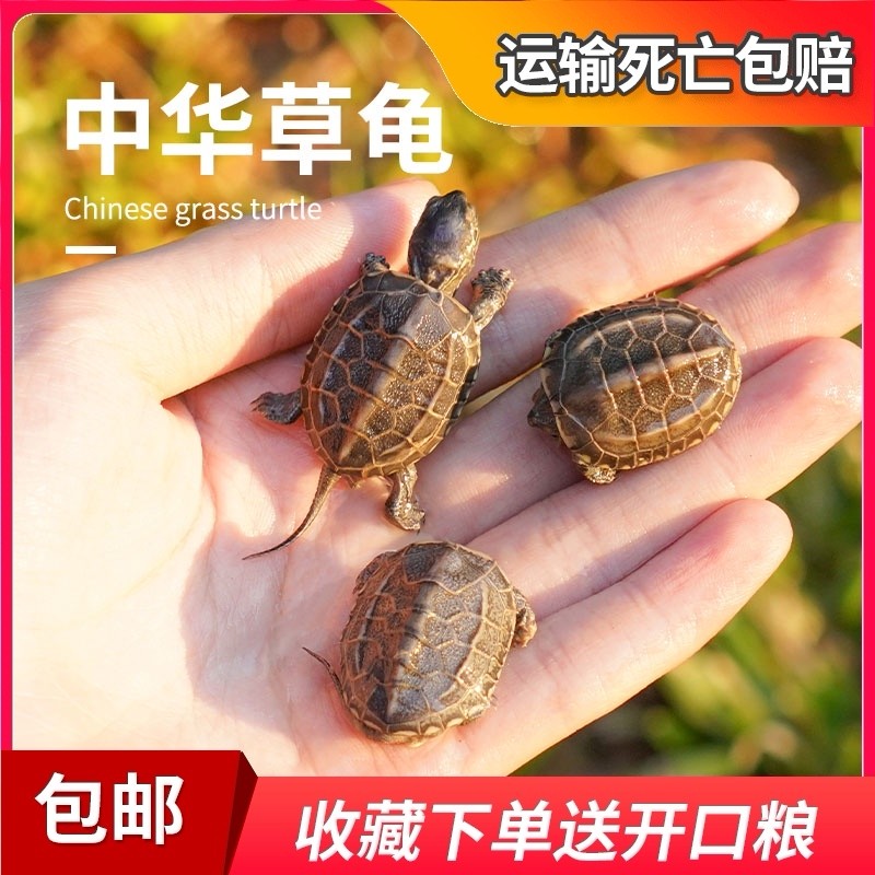 小萌草龟中华学生宠物活体