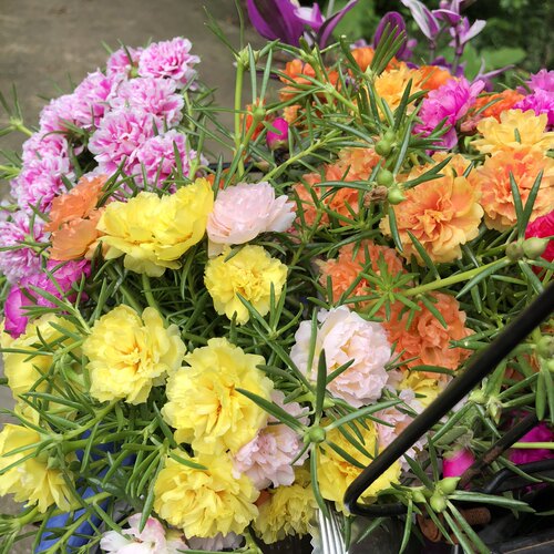 重瓣宿根太阳花针叶满15包邮