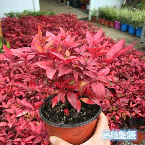 南天竹盆栽火焰南天竹盆景室内庭院观叶植物红天竹多年生易养耐寒