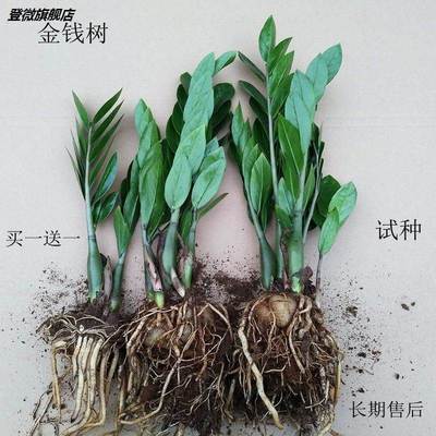 新品绿植 金钱树盆栽四季种植花卉室内阳台客厅摆放盆栽 包邮直销