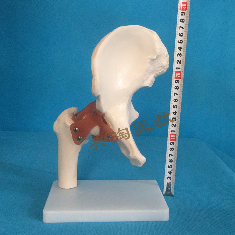髋关节模型带韧带人体骨骼关节模型仿真正骨